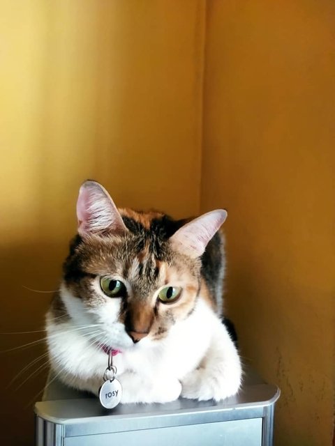 Rosy - Calico + Singapura Cat