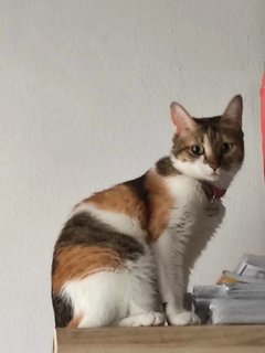 Rosy - Calico + Singapura Cat