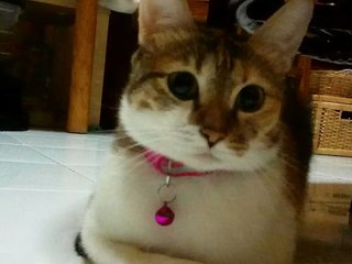 Rosy - Calico + Singapura Cat