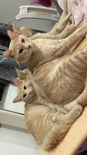 Dedek &amp; Yuyi - Domestic Medium Hair + Domestic Short Hair Cat