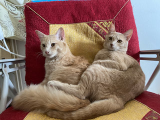 Dedek &amp; Yuyi - Domestic Medium Hair + Domestic Short Hair Cat