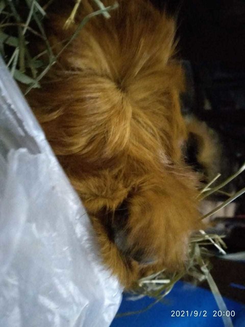 Brownie, Mokke, Pixie - Guinea Pig Small & Furry