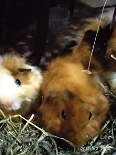 Brownie, Mokke, Pixie - Guinea Pig Small & Furry