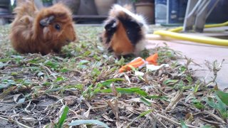 Brownie, Mokke, Pixie - Guinea Pig Small & Furry