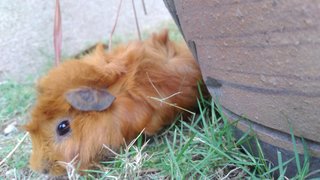 Brownie, Mokke, Pixie - Guinea Pig Small & Furry