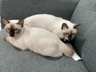 Loki - Siamese Cat