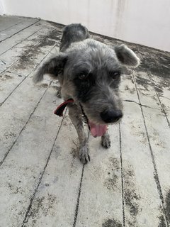 Nenas - Terrier Mix Dog