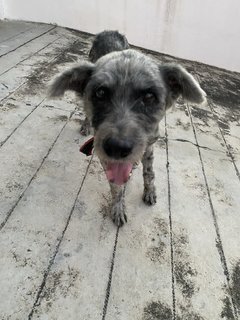 Nenas - Terrier Mix Dog