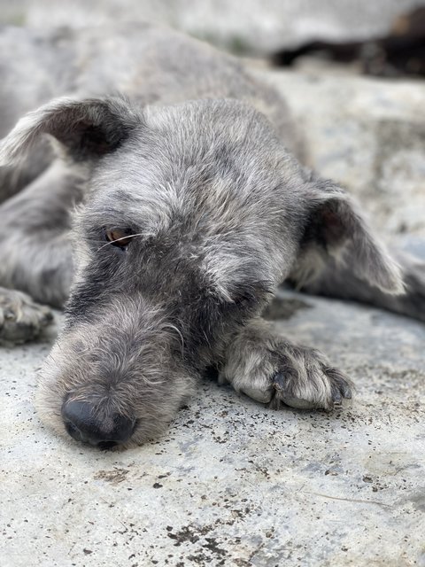 Nenas - Terrier Mix Dog