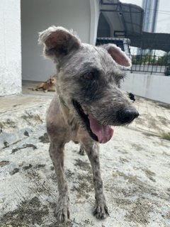 Nenas - Terrier Mix Dog