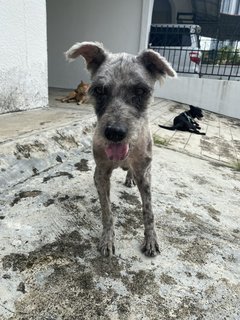 Nenas - Terrier Mix Dog