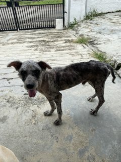 Nenas - Terrier Mix Dog