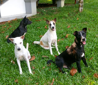 Thambi as a younger pup, surrounded by adoring sisters.