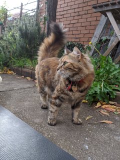 Yuki - Domestic Medium Hair Cat