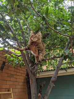 Yuki - Domestic Medium Hair Cat