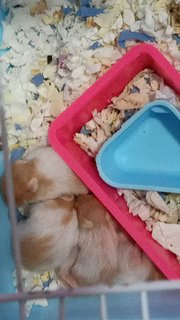 Mixed Race Syrian - Syrian / Golden Hamster + Short Dwarf Hamster Hamster