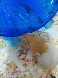 Mixed Race Syrian - Syrian / Golden Hamster + Short Dwarf Hamster Hamster