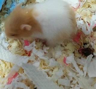 Mixed Race Syrian - Syrian / Golden Hamster + Short Dwarf Hamster Hamster