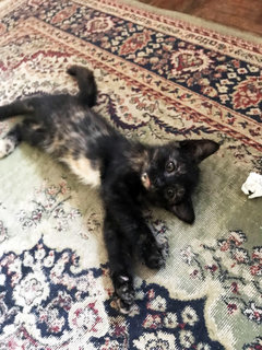 Luna - Tortoiseshell + Domestic Short Hair Cat