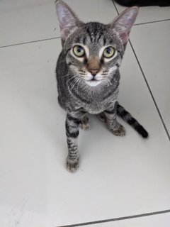 Leona - Domestic Short Hair Cat