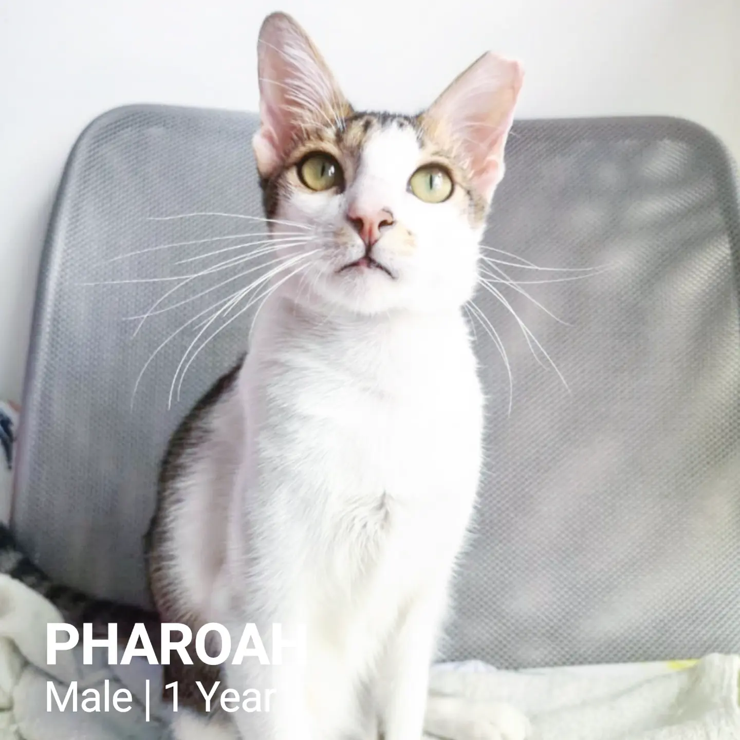 Pharoah - Domestic Short Hair Cat