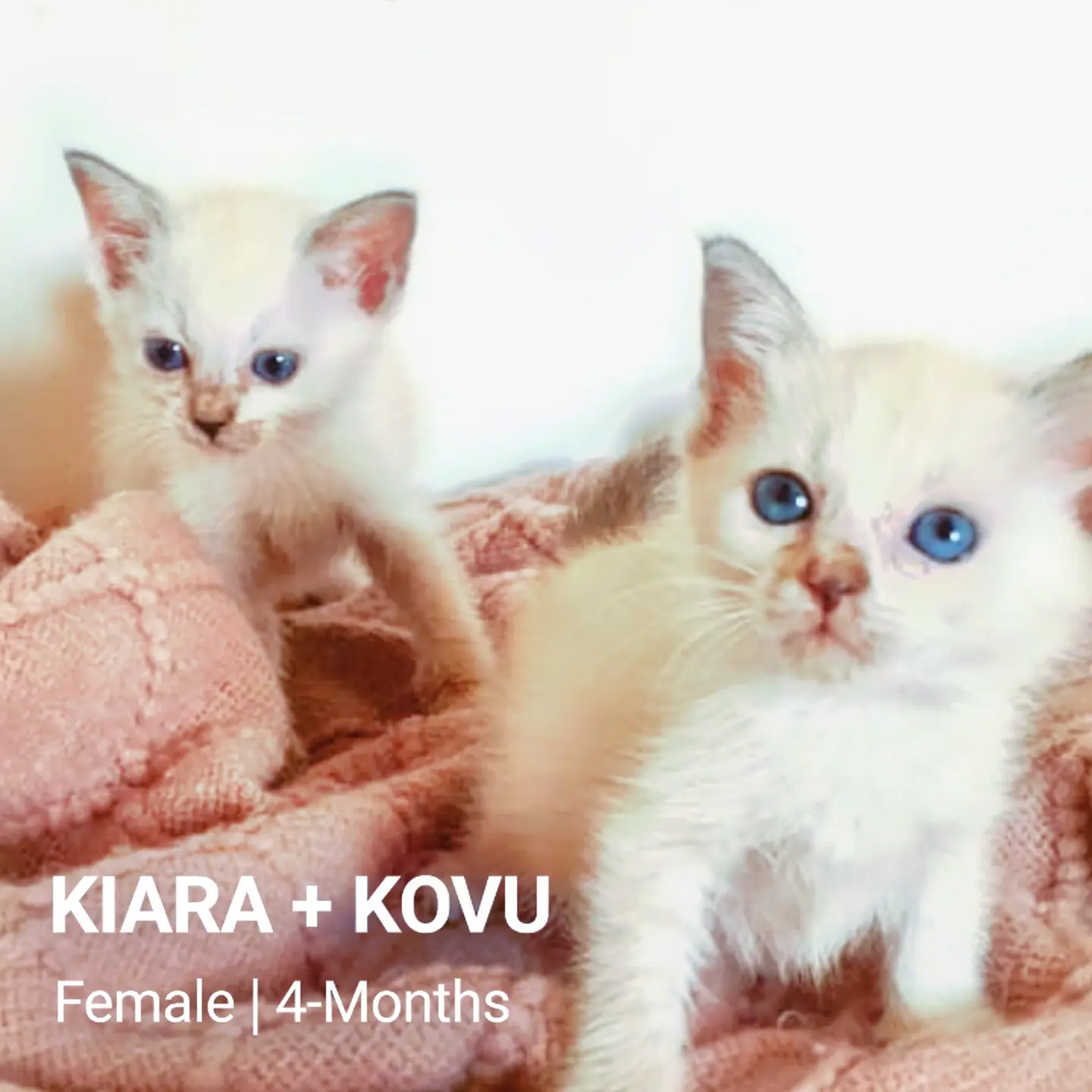 Kiara + Kovu - Domestic Short Hair Cat