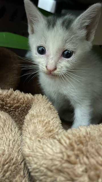 Whitey - Domestic Short Hair Cat