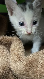 Whitey - Domestic Short Hair Cat