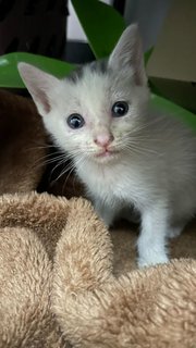 Whitey - Domestic Short Hair Cat