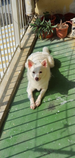 Dolly - Spitz + Pomeranian Dog