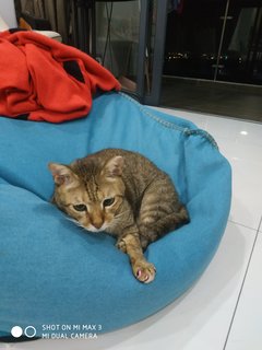 Tiger - Domestic Short Hair Cat