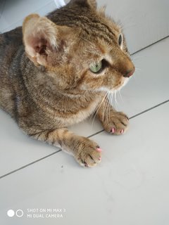 Tiger - Domestic Short Hair Cat