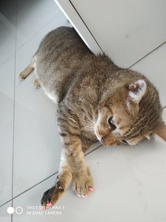 Tiger - Domestic Short Hair Cat