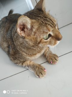 Tiger - Domestic Short Hair Cat