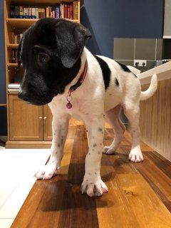 Yarra - Mixed Breed Dog