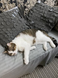 Gray - Maine Coon + Domestic Short Hair Cat