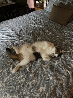 Gray - Maine Coon + Domestic Short Hair Cat