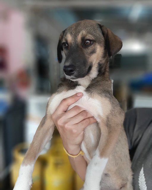 Sally - Labrador Retriever Mix Dog