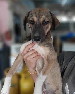 Sally - Labrador Retriever Mix Dog