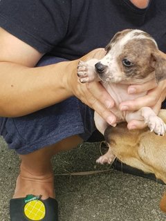 Bundle Of Puppies - Mixed Breed Dog