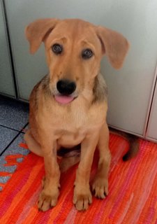 Sitara - Mixed Breed Dog