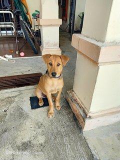 Sitara - Mixed Breed Dog