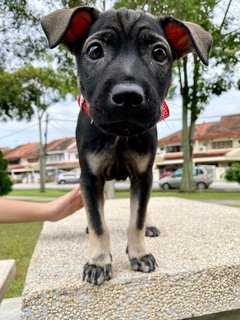 Pinkie - Mixed Breed Dog