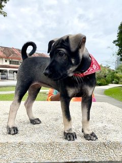 Pinkie - Mixed Breed Dog