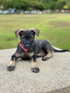 Pinkie - Mixed Breed Dog