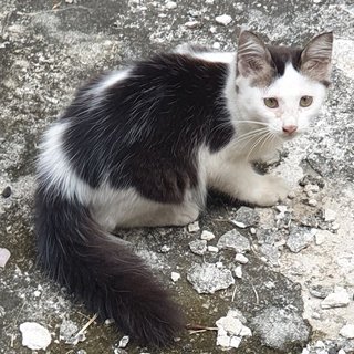 Dlh - Domestic Long Hair Cat