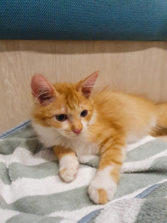 Charming - Domestic Long Hair Cat