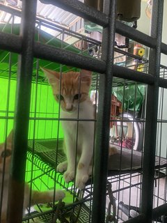 Oyon &amp; Oyen - Domestic Short Hair Cat