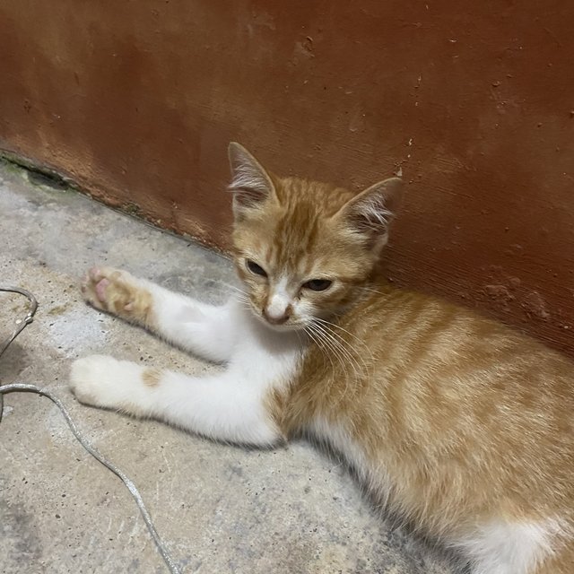 Oyon, Oyen, Oyun &amp; Oyin - Domestic Short Hair Cat