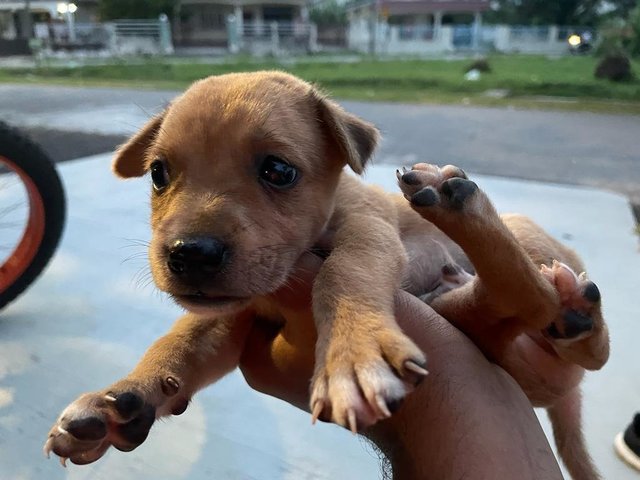 Puppy For Adoption - Mixed Breed Dog